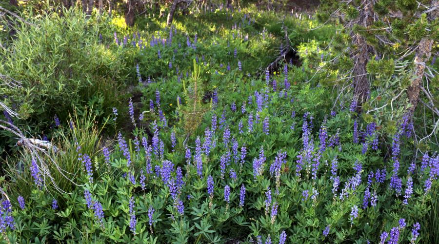 Mammoth Wildflowers