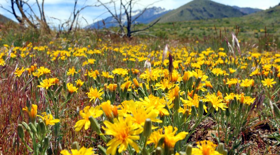 Mill Canyon Wildflowers
