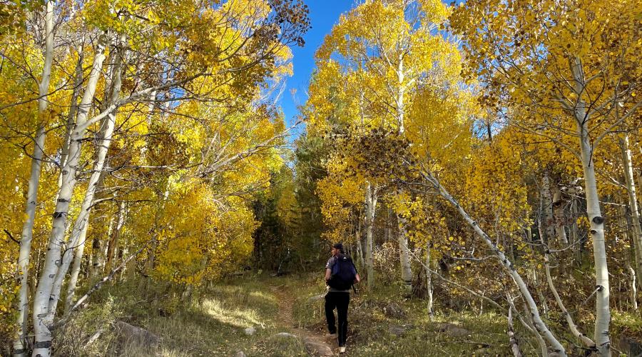 Molybdenite Canyon Fall Colors