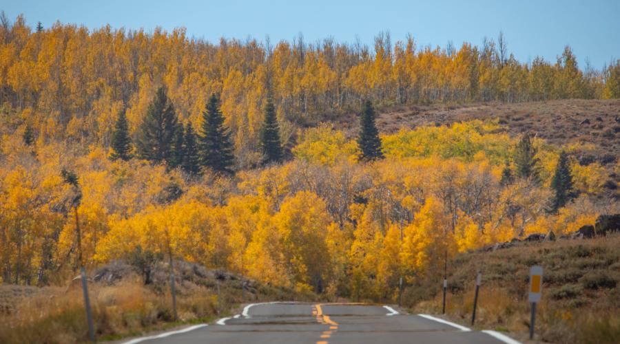 Monitor Pass Fall Colors