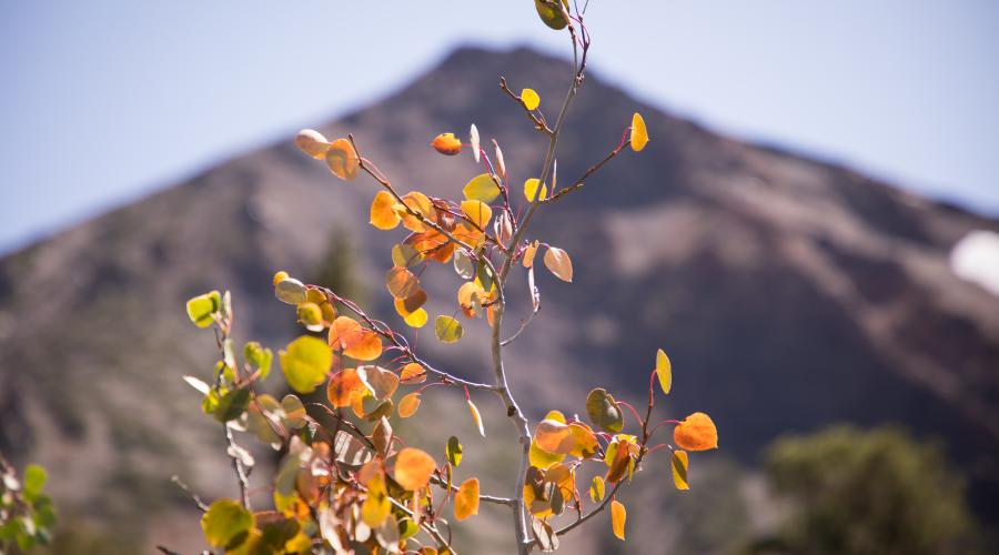 Virginia Lakes Fall Colors Orange