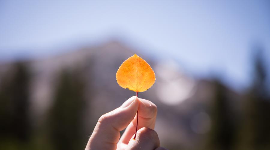 Virginia Lakes Fall Leaf