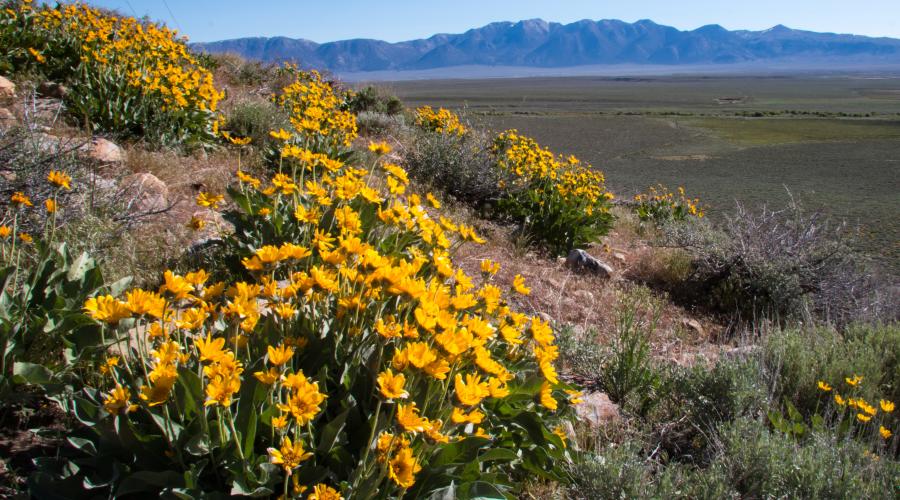 Mule Ears McGee