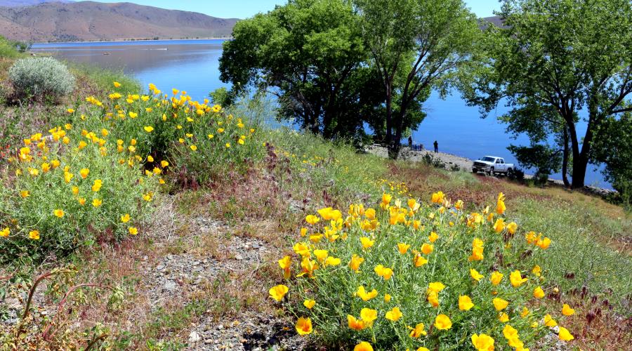 Poppies at Topaz Lake