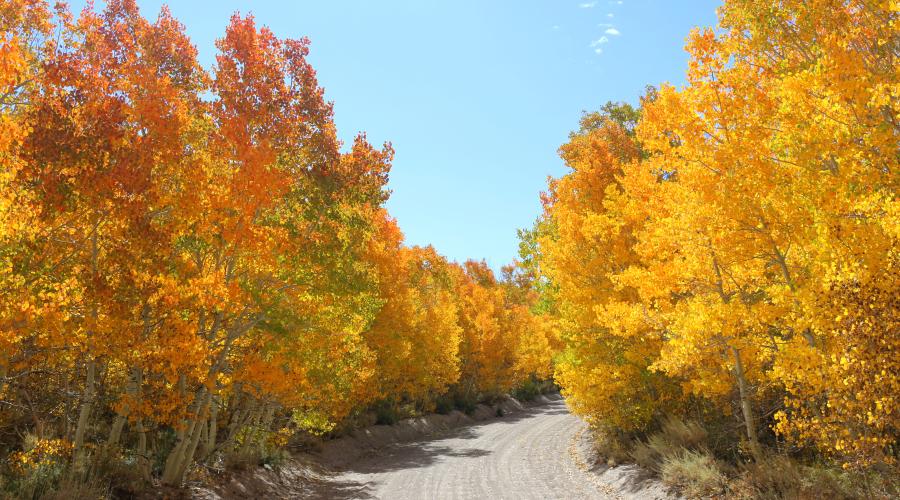 Sage Hen Meadows Road Fall Colors