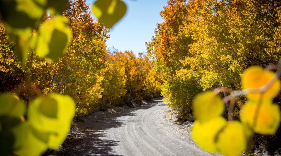 Sagehen Summit Road with Leaves