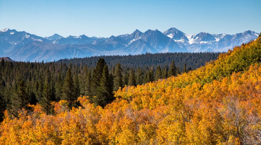 Sagehen Summit Fall Colors with mountain views