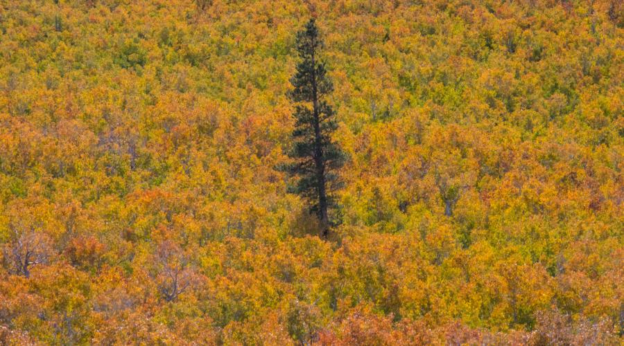 Lone tree at Sagehen Summit