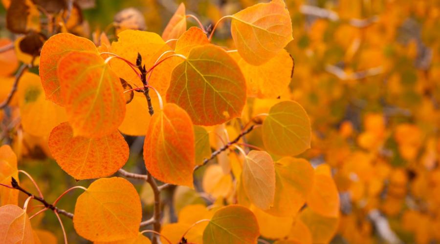 Fall colors orange leaves Sagehen - Samantha Lindberg - Mammoth Lakes Tourism