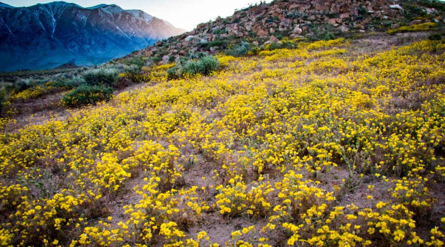 Wildflowers Sherwin Grade