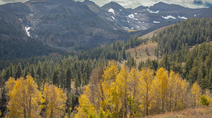 Sonora Pass Fall Colors