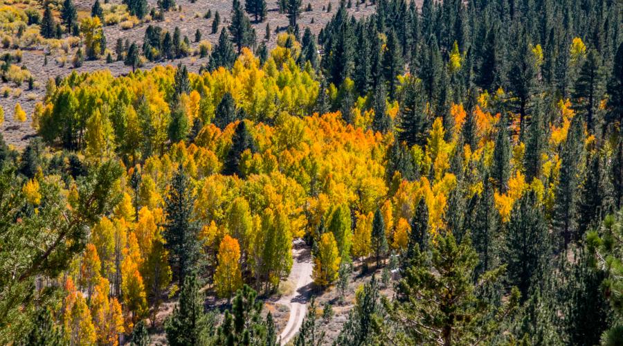 Sonora Pass Fall Colors