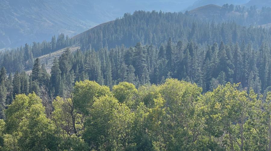 Sonora Pass lime green