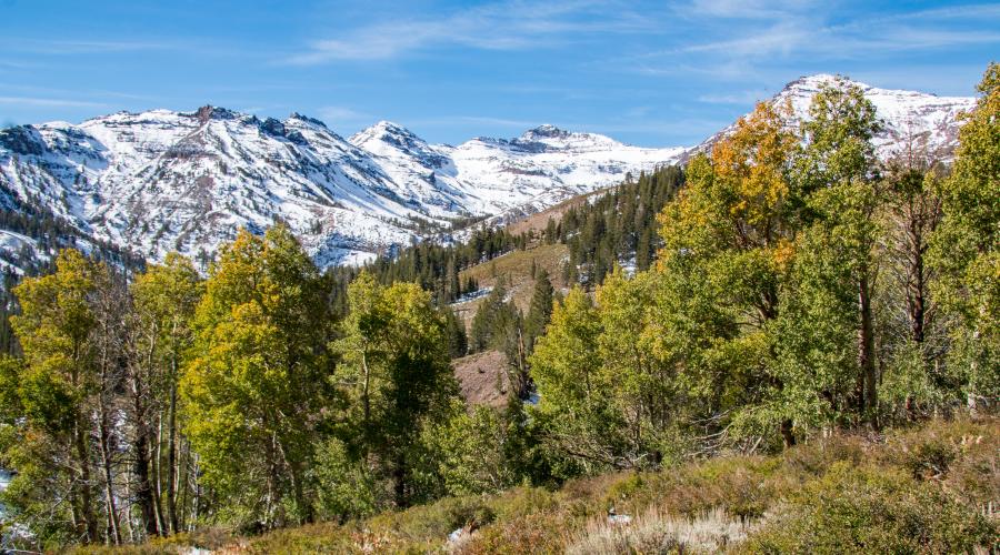 Sonora Pass Fall Colors 2017