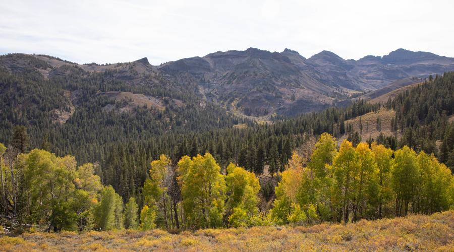 Sonora Pass Fall Colors