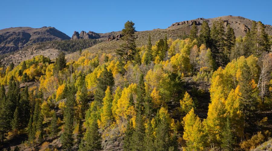 Sonora Pass Fall Colors