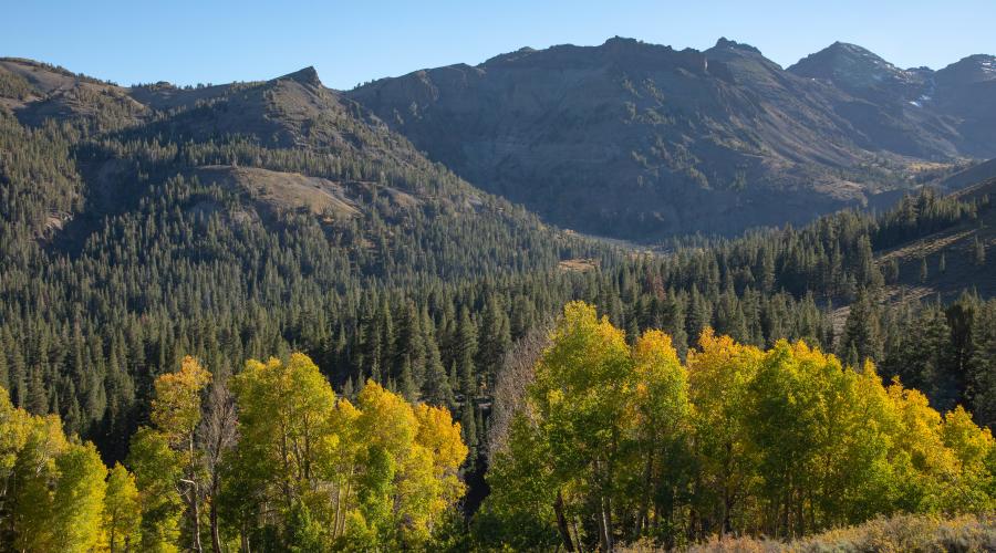 Sonora Pass Fall Colors