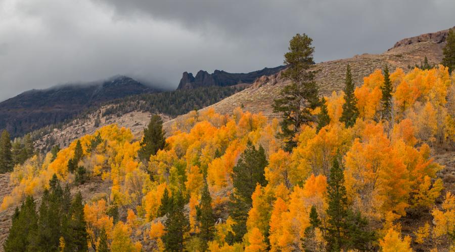 Sonora Pass Fall Colors