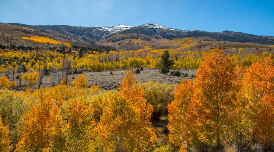 Summers Meadow at peak