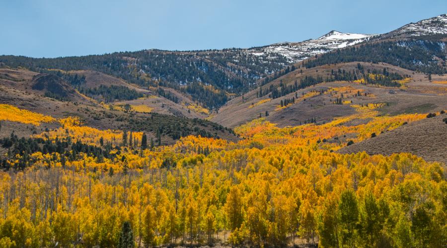 summers meadow fall color view