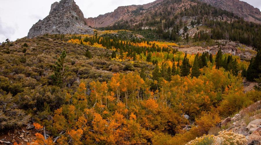 9.29.25 Tioga Pass - Samantha Lindberg, Mammoth Lakes Tourism