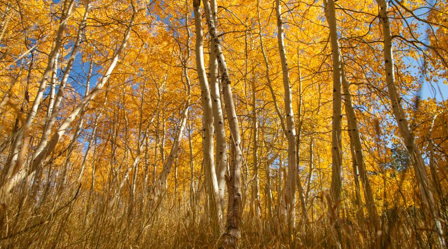 peaking aspens trees