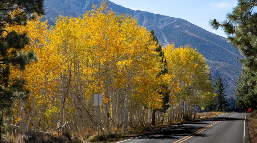 Twin Lakes Road with Fall Colors