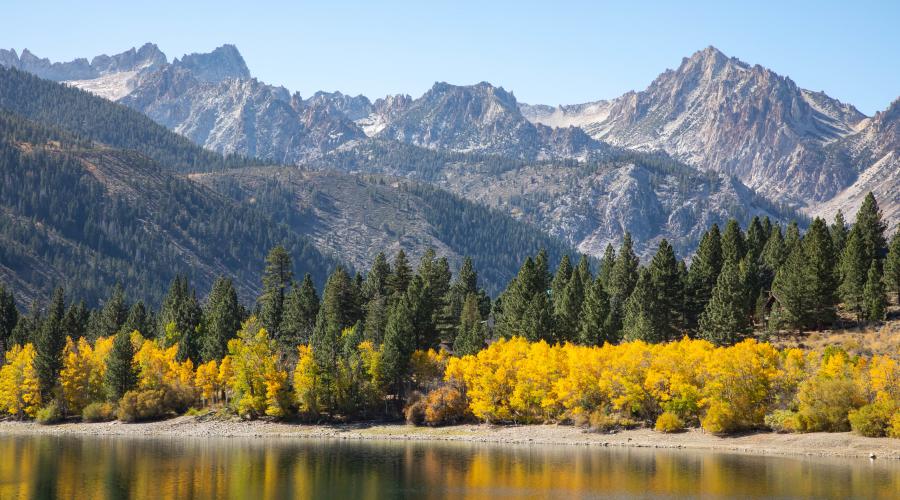 Twin Lakes Bridgeport Fall Colors