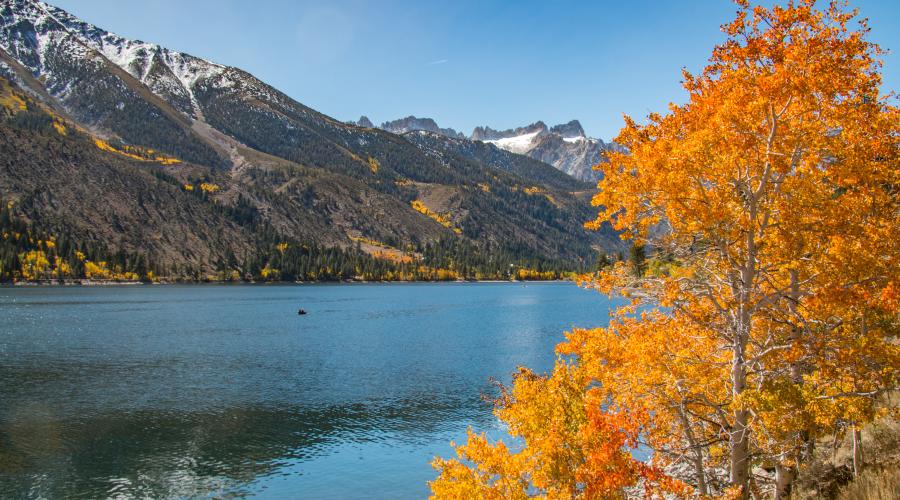 fall color tree twin lakes bridgeport