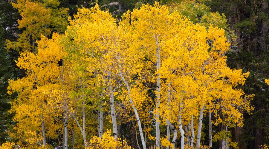 Virginia Lakes road