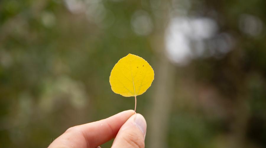 Fall Color Leaf