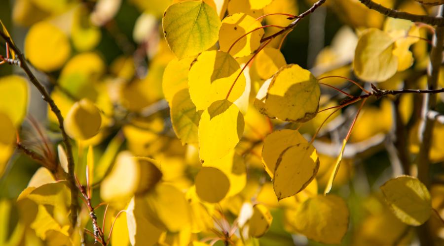 yellow leaves virginia lakes