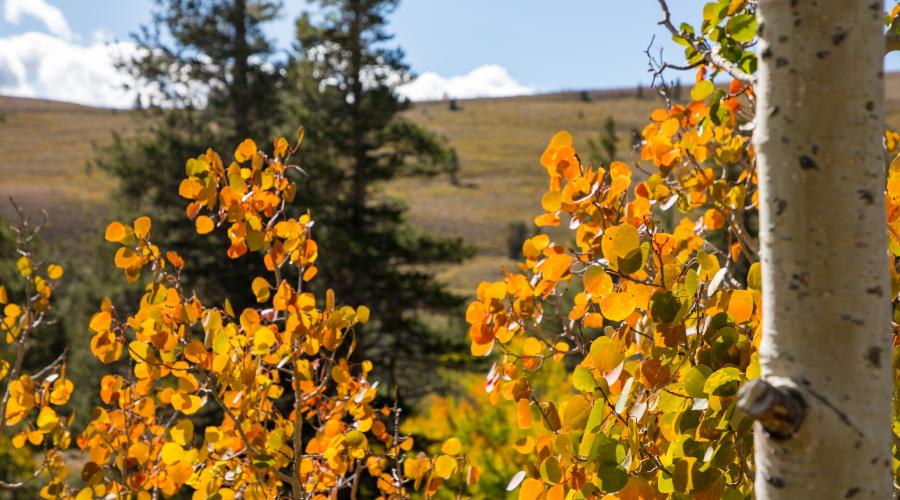 Virginia Lakes orange leaves