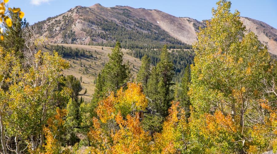 Virginia Lakes Fall color