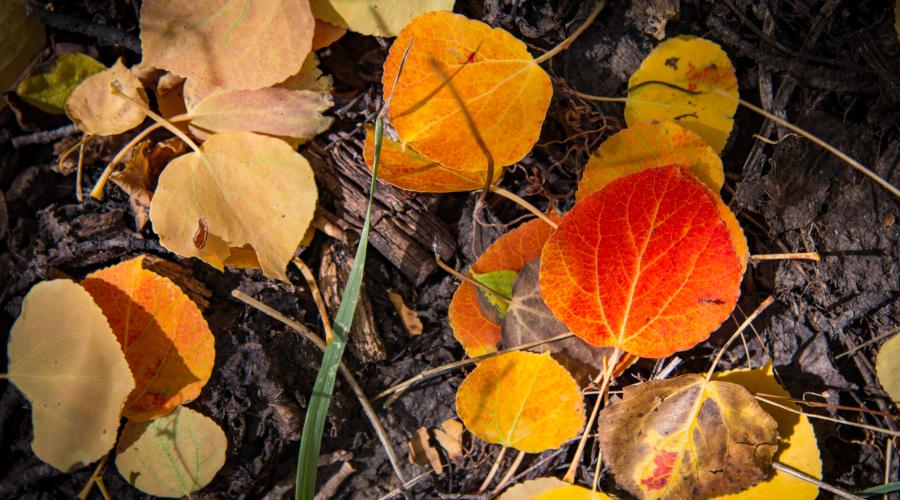 leaves on the ground fall colors