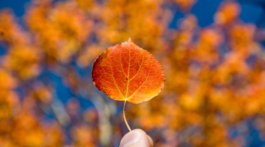 fall color leaf