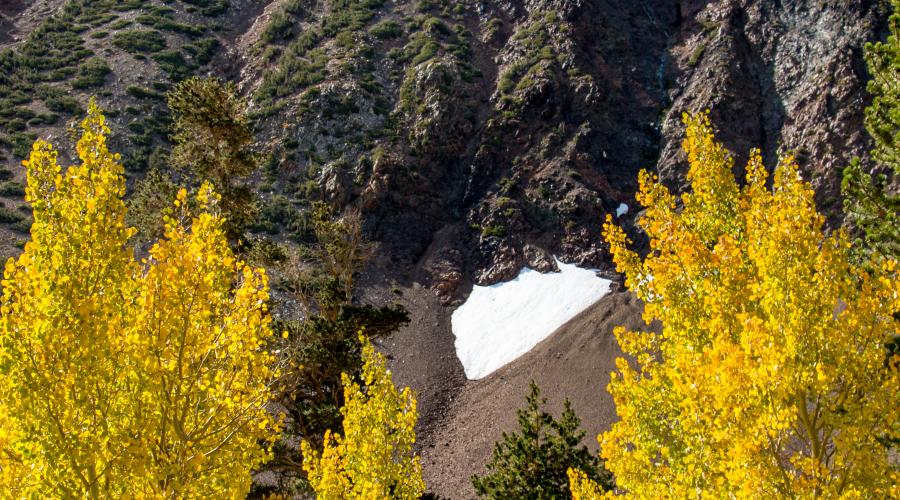 Fall Color Leaf at Virginia Lakes