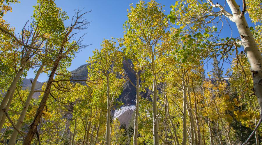 Virginia Lakes Fall Color