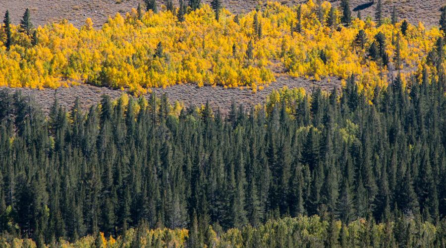 Virginia Lakes Road layers