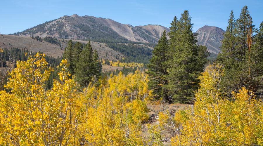 virginia Lakes