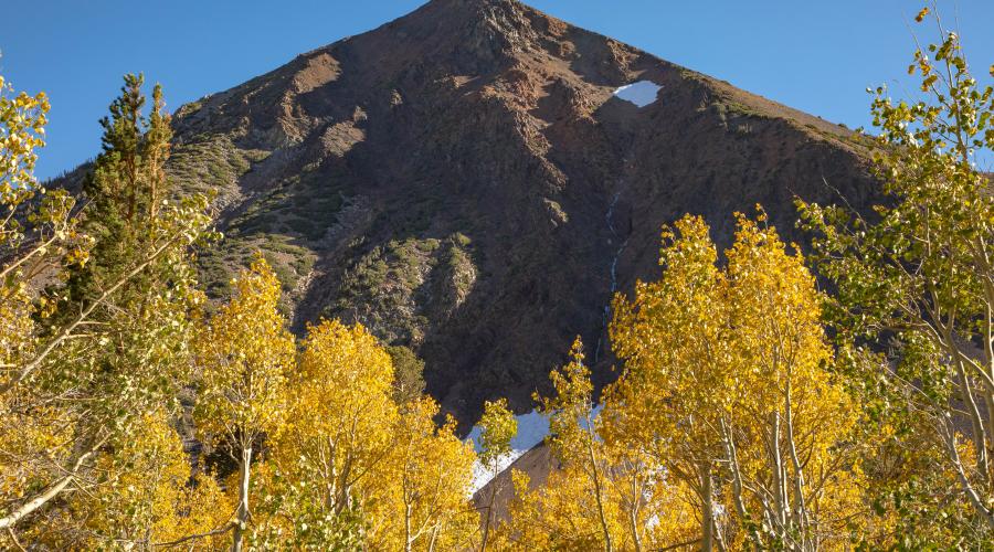 Virginia Lakes mountain and leaves