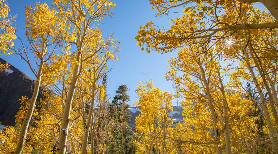 Virginia Lakes Fall Color