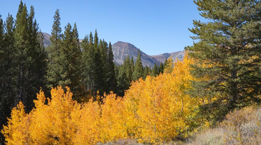 Virginia Lakes Road