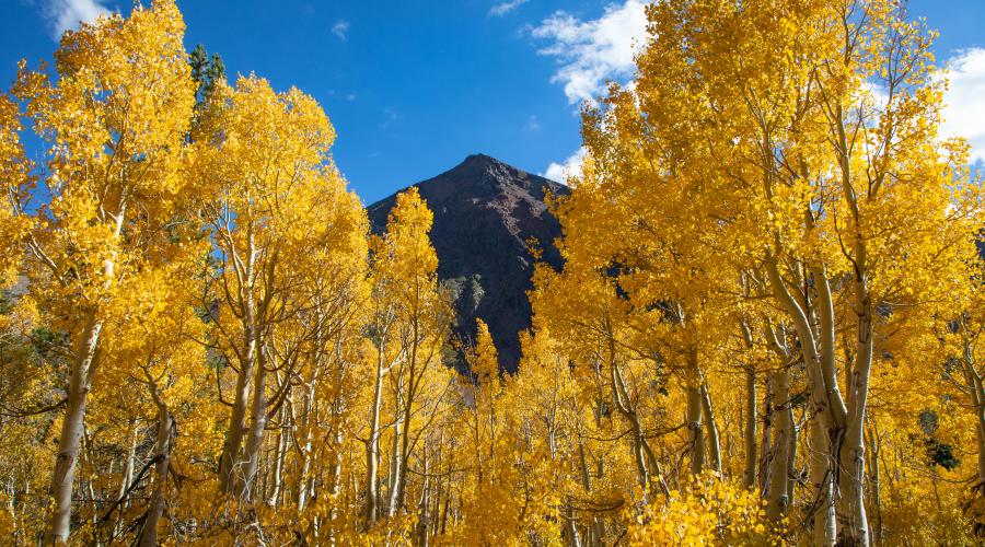 Virginia Lakes Fall Colors