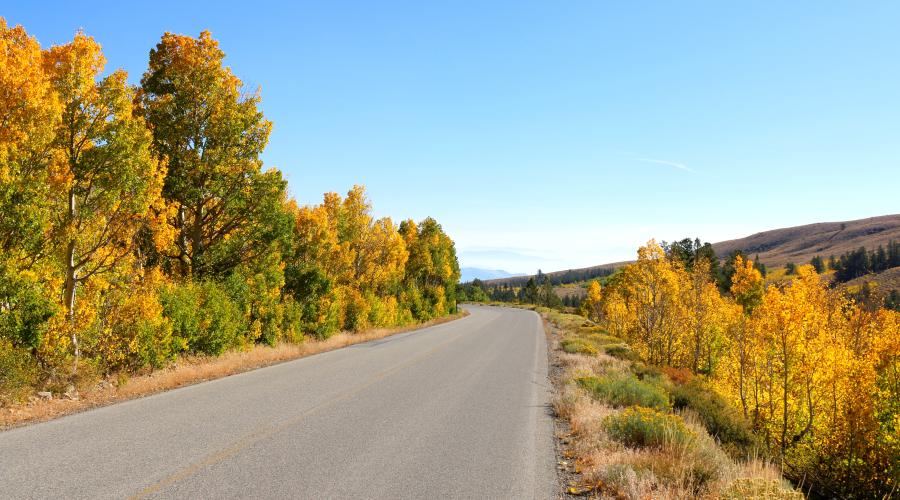 Virginia Lakes Road Fall Colors