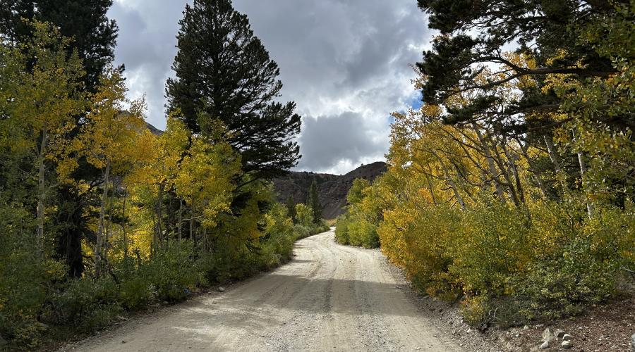 Gravel road lined with yellowy-green aspen and pines and cloudy sky