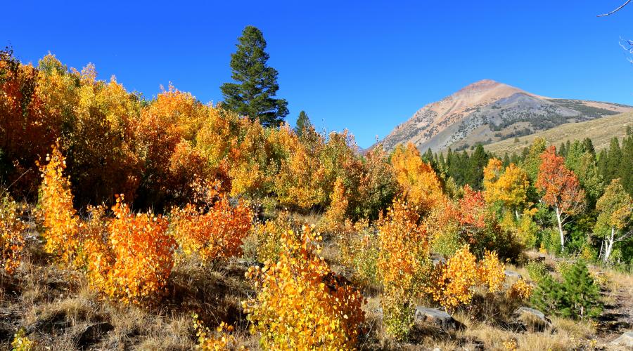 Virginia lakes Road Fall Colors