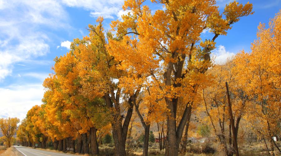 US 395 in topaz fall colors