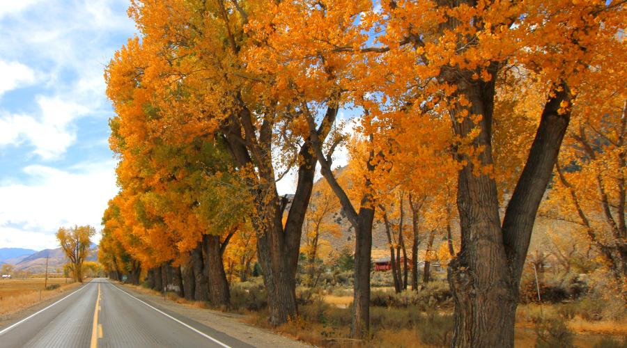 Fall Colors in Coleville on US 395