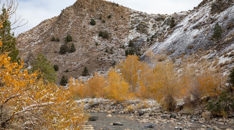 West Walker River Fall Colors